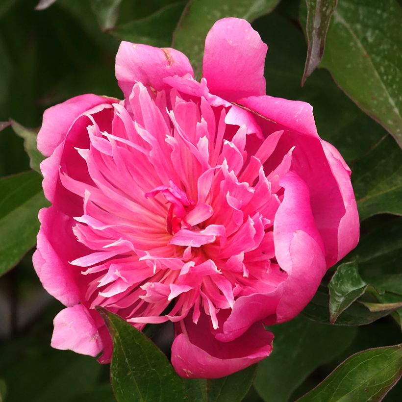 Peonia lactiflora Edulis Superba (Floración)