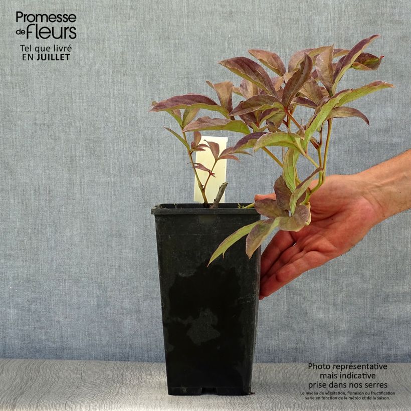 Ejemplar de Peonia lactiflora Inspecteur Lavergne Maceta 3L/4L entregado en verano