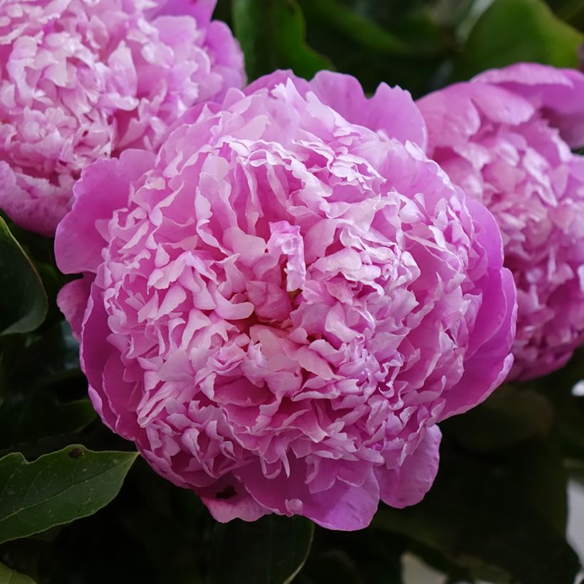 Peonia lactiflora Jacorma (Floración)