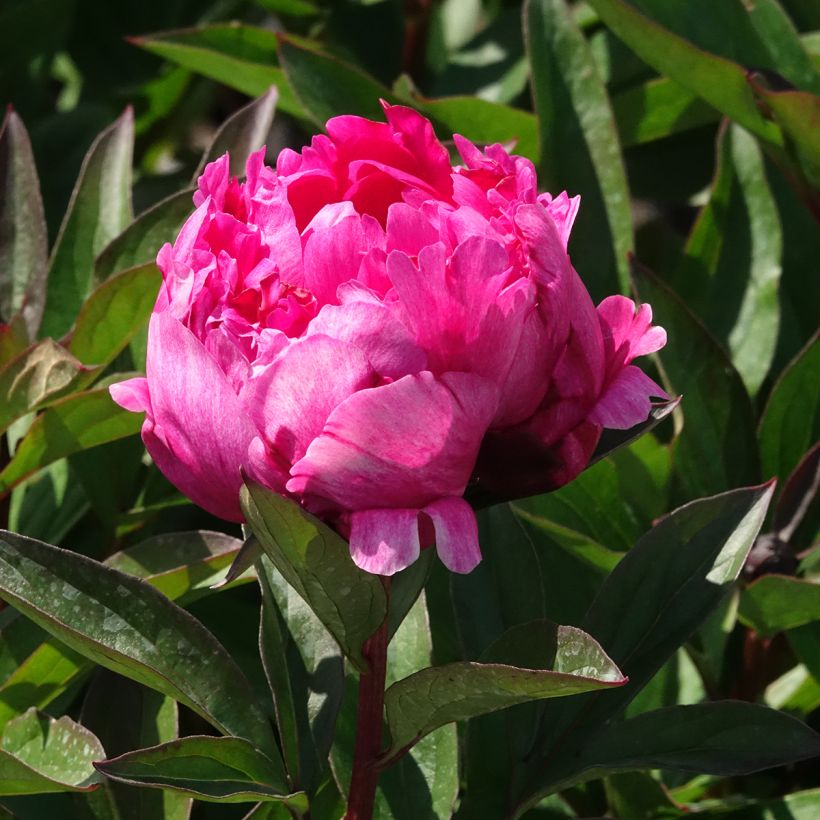 Peonia lactiflora Kansas (Floración)