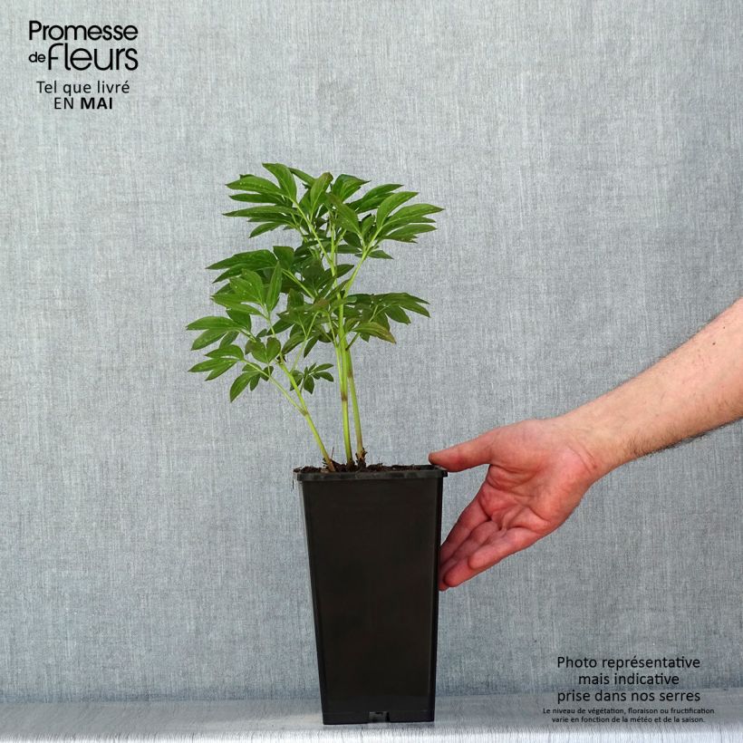Peonia lactiflora Miss Eckhardt Maceta 3L/4L Ejemplar entregado en la primavera