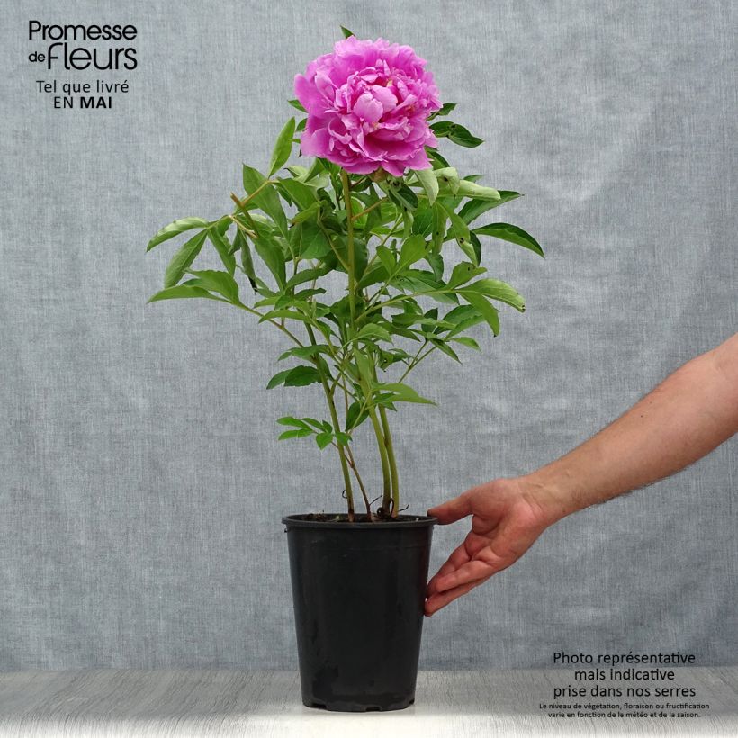 Peonia lactiflora Monsieur Jules Elie Maceta 3L/4L Ejemplar entregado en la primavera