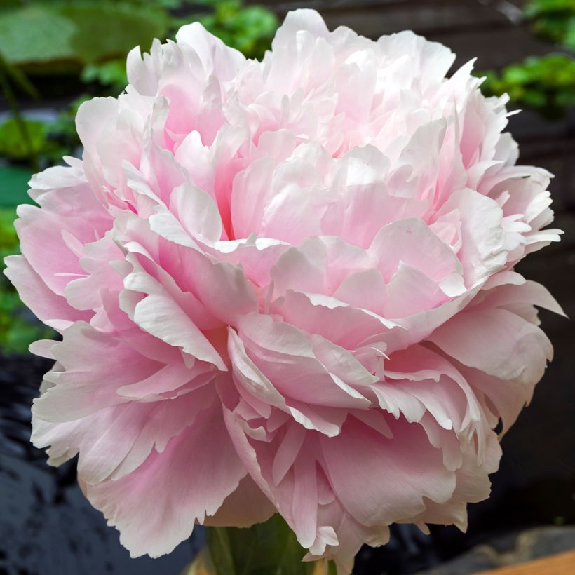 Peonia lactiflora Morning Kiss (Floración)