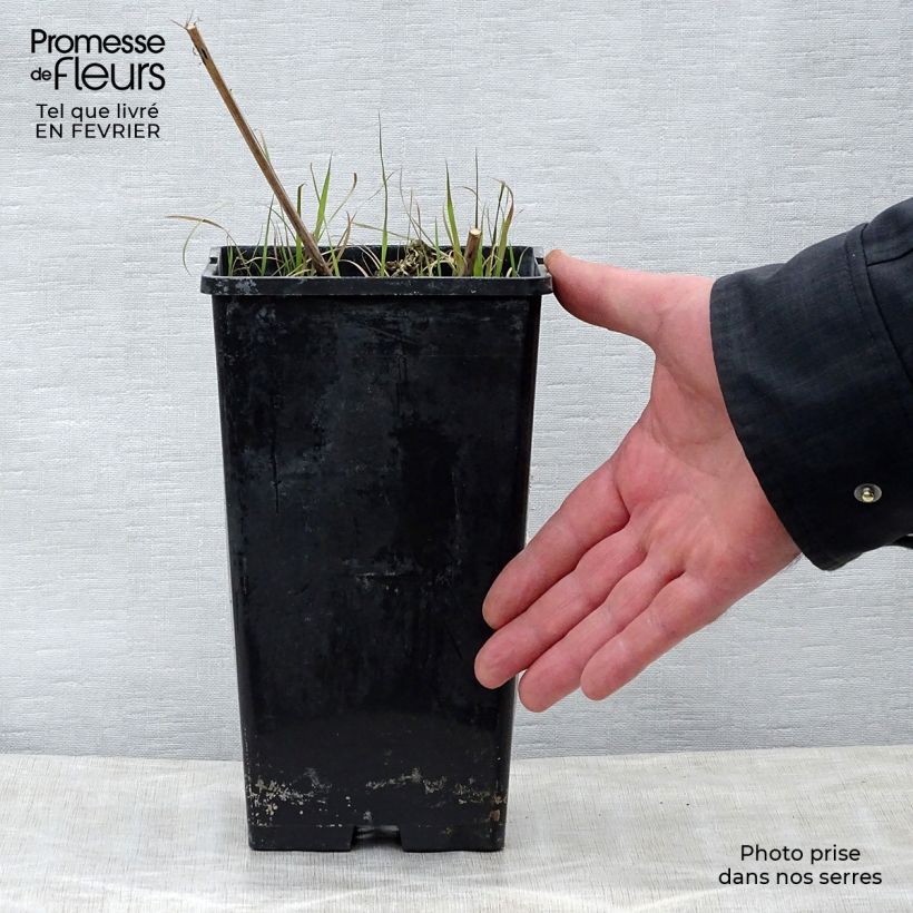 Peonia lactiflora Nippon Beauty Maceta 3L/4L Ejemplar entregado en invierno