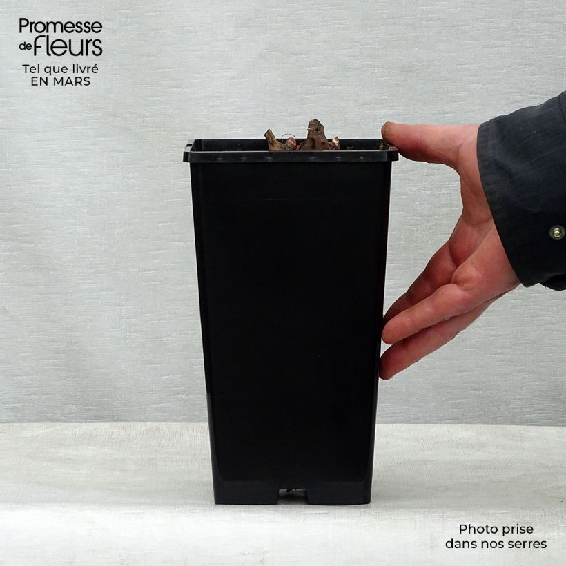 Peonia lactiflora Nippon Beauty Maceta 3L/4L Ejemplar entregado en la primavera