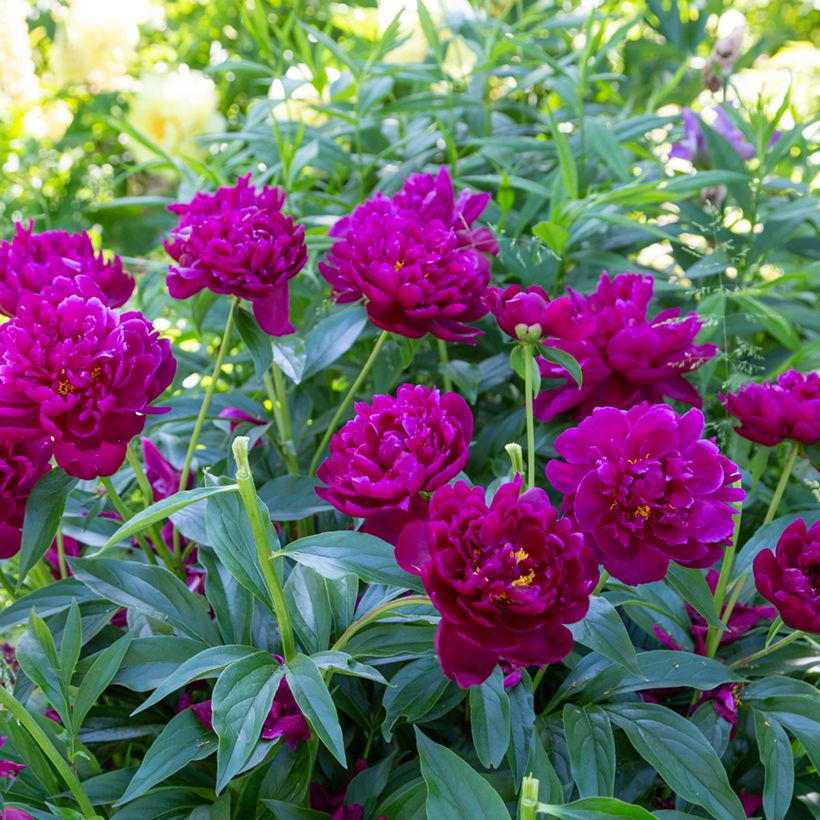 Peonia lactiflora Peter Brand (Porte)