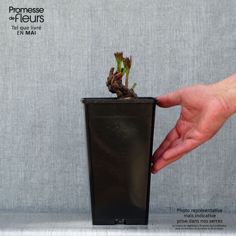 Peonia lactiflora Reine Hortense Maceta 4L/5L Ejemplar entregado en la primavera