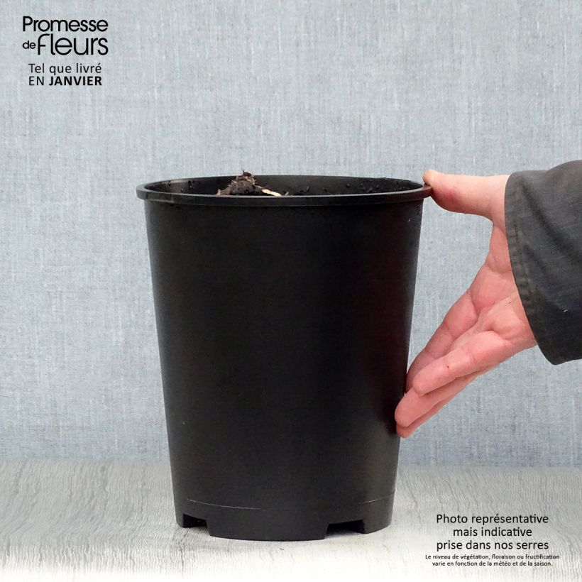 Peonia lactiflora Solange Maceta 3L/4L Ejemplar entregado en invierno
