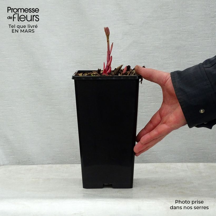 Peonia lactiflora Sorbet Maceta 3L/4L Ejemplar entregado en la primavera