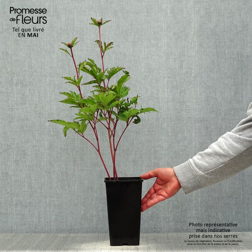 Peonia lactiflora White Cap Maceta 3L/4L Ejemplar entregado en la primavera