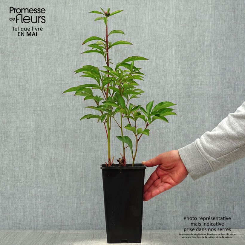 Ejemplar de Peonia lactiflora White Wings Maceta 3L/4L entregado en verano