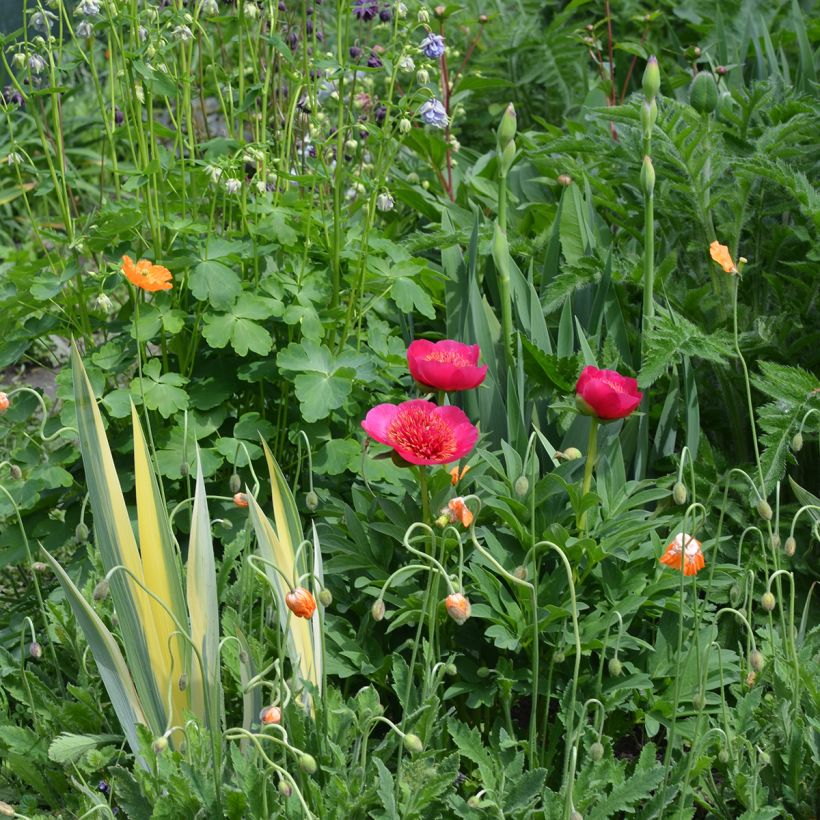 Paeonía officinalis Anemoniflora (Porte)