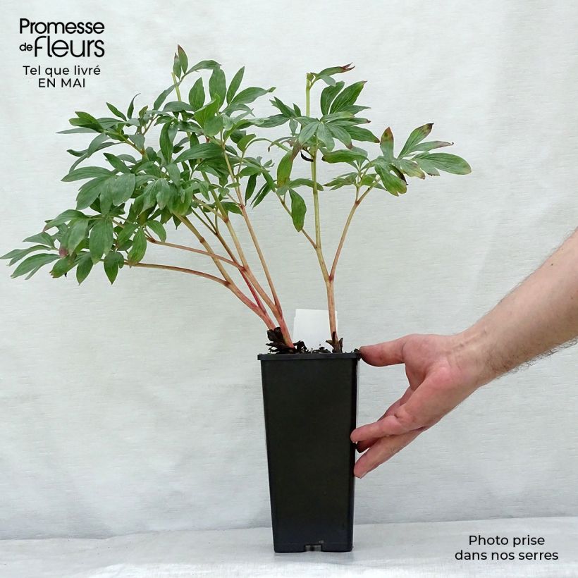 Peonia officinalis Rosea Plena Maceta de 12 cm / 13 cm Ejemplar entregado en la primavera