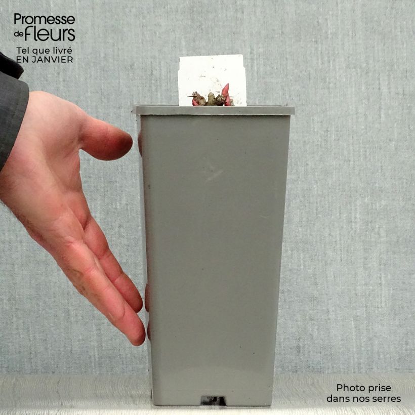 Peonia officinalis Rosea Plena Maceta de 12 cm / 13 cm Ejemplar entregado en invierno