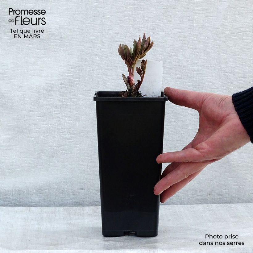 Peonia officinalis Rubra Plena Maceta de 12 cm / 13 cm Ejemplar entregado en invierno