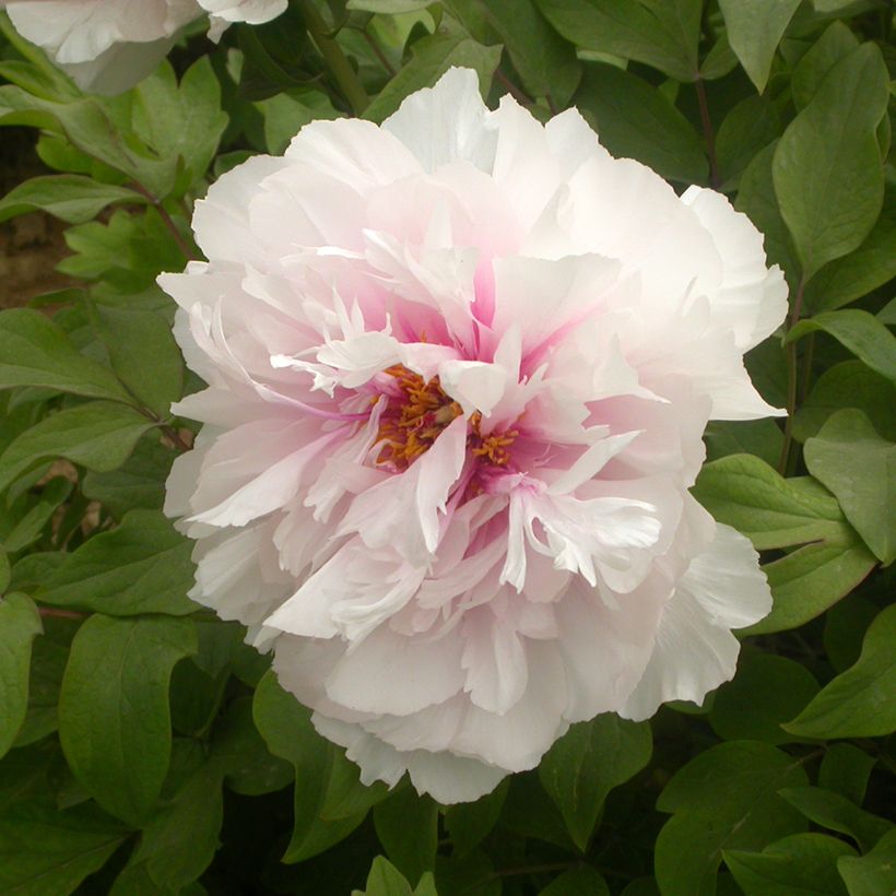 Paeonia suffruticosa Xue Ying Tao Hua (Peachy Snow) - Peonía arbustiva (Floración)