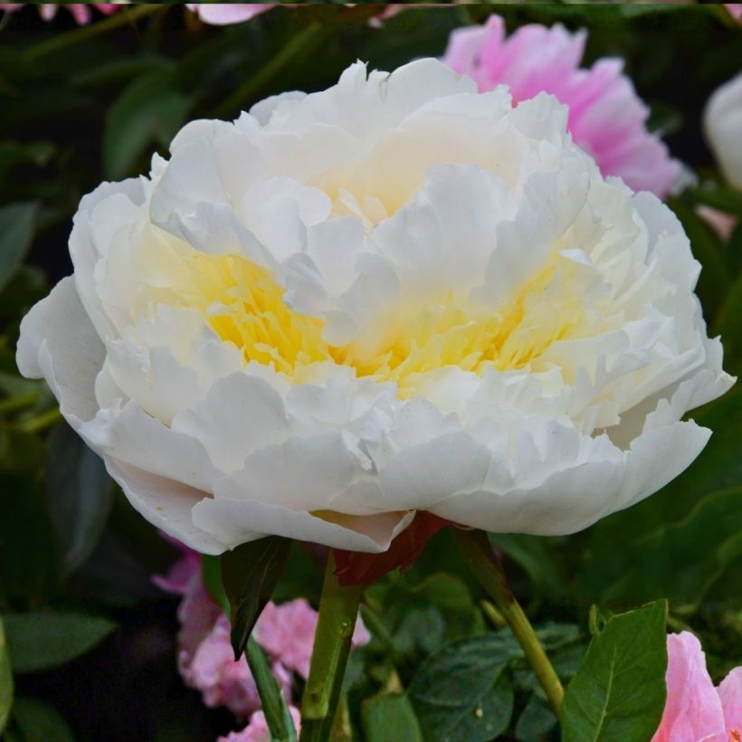 Paeonia lactiflora Blush Queen (Floración)