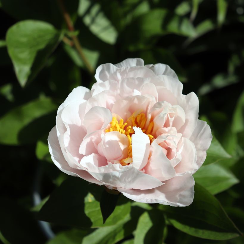 Paeonia lactiflora Blushing Princess (Floración)