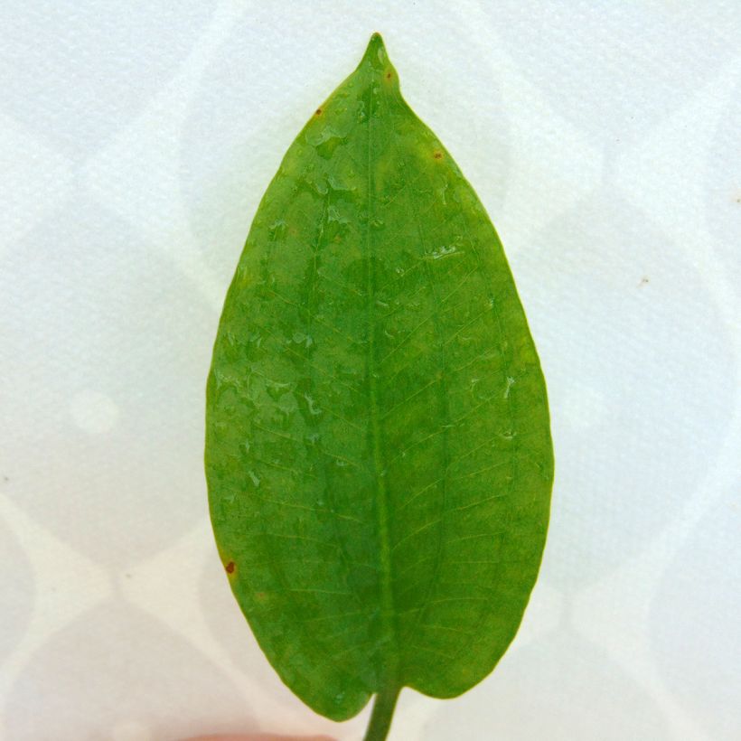 Alisma plantago-aquatica - Llantén de agua (Follaje)