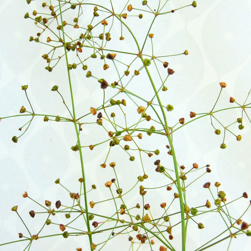 Alisma plantago-aquatica - Llantén de agua (Floración)