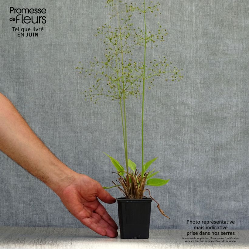 Ejemplar de Alisma plantago-aquatica - Llantén de agua Maceta de 8/9 cm entregado en verano