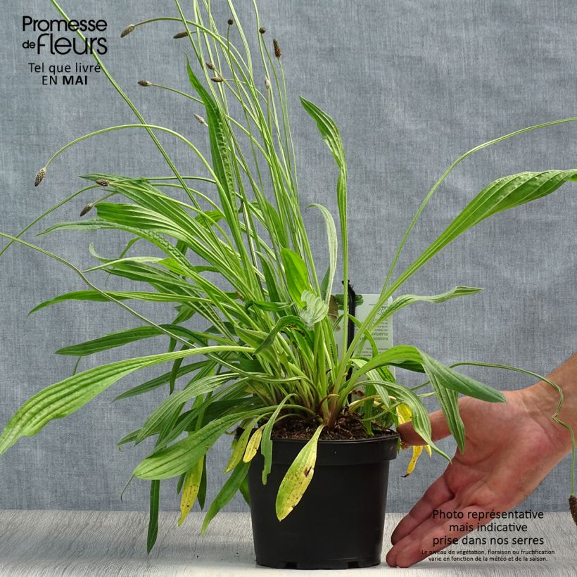 Llantén menor​ - Plantago lanceolata Maceta 1,5L/2L Ejemplar entregado en la primavera