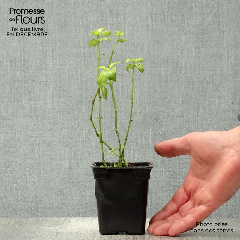 Hierba seta - Rungia klossii Maceta de 7/8 cm Ejemplar entregado en invierno