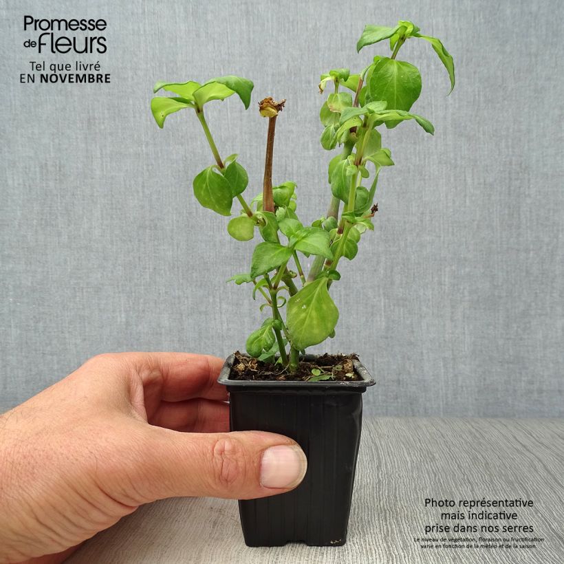 Ejemplar de Hierba seta - Rungia klossii Maceta de 7/8 cm entregado en otoño