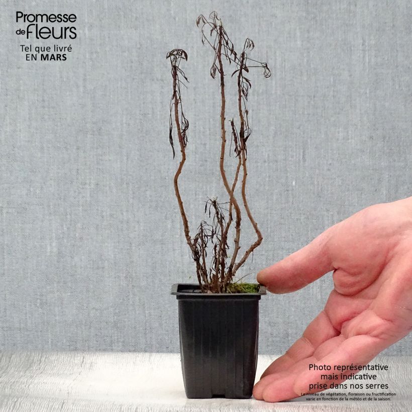 Planta de cola - Artemisia abrotanum var. maritima Maceta de 7/8 cm Ejemplar entregado en la primavera