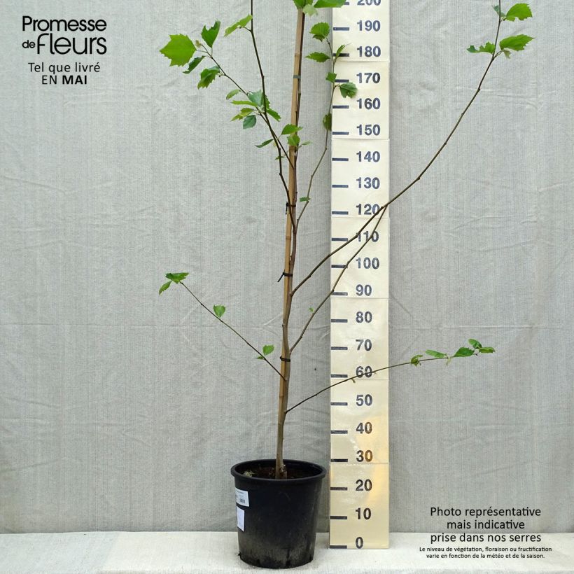 Platanus hispanica - Plátano de sombra Maceta 7,5L/10L Ejemplar entregado en la primavera