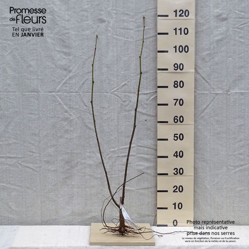 Platanus hispanica El Gordo - Plátano de sombra Raíces desnudas Ejemplar entregado en invierno