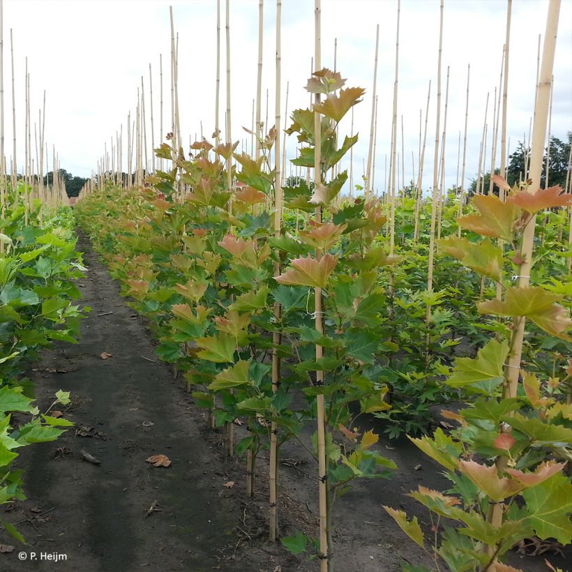 Platanus x hispanica Spartan - Plátano de sombra (Porte)