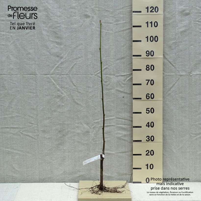 Platanus hispanica Malburg - Plátano de sombra Raíces desnudas Ejemplar entregado en invierno