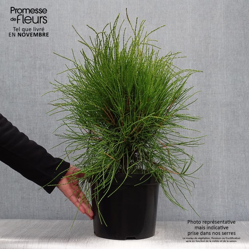 Ejemplar de Platycladus orientalis Franky Boy - Árbol de la vida Maceta 7,5L/10L entregado en otoño