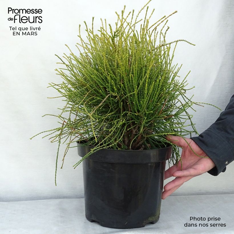 Platycladus orientalis Franky Boy - Árbol de la vida Maceta 7,5L/10L Ejemplar entregado en invierno