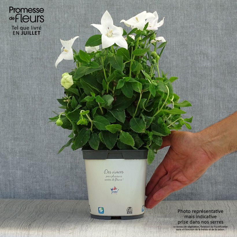 Ejemplar de Platycodon grandiflorus Astra White Maceta 2L/3L entregado en verano