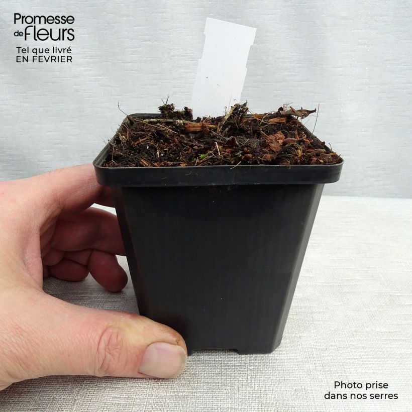 Platycodon grandiflorus Fuji White Maceta de 7/8 cm Ejemplar entregado en invierno