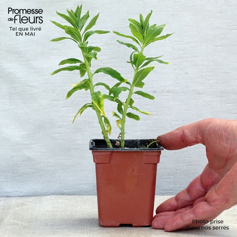 Platycodon grandiflorus Fuji White Maceta de 7/8 cm Ejemplar entregado en la primavera