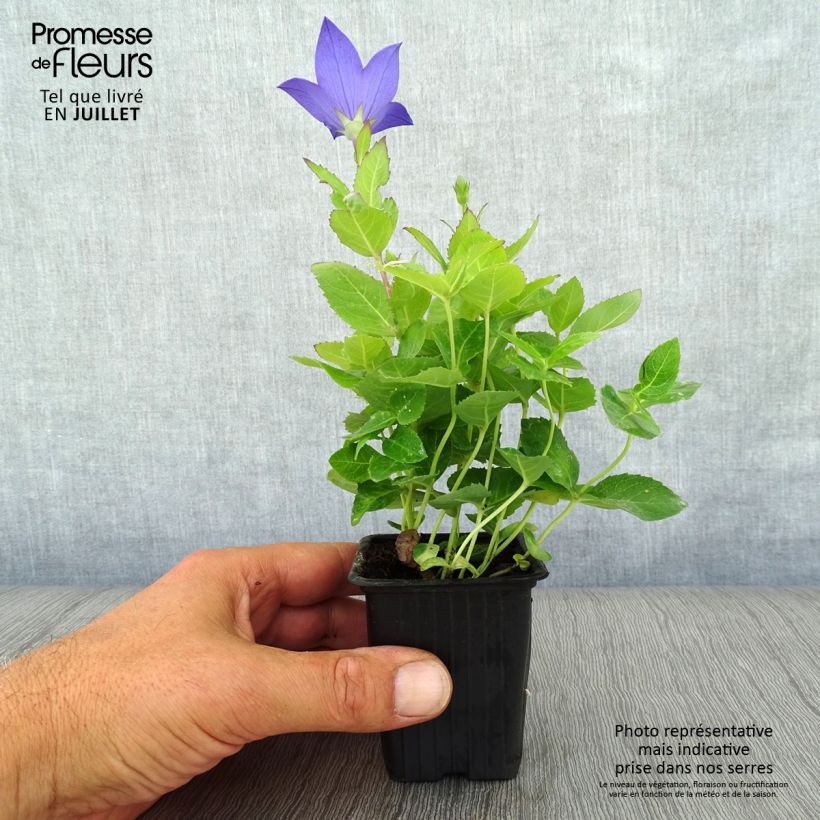 Ejemplar de Platycodon grandiflorus Mariesii Maceta de 7/8 cm entregado en verano