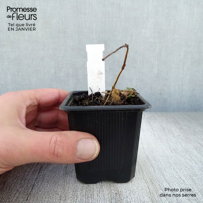 Platycodon grandiflorus Mariesii Maceta de 7/8 cm Ejemplar entregado en invierno