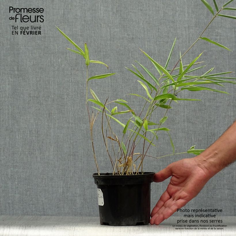 Ejemplar de Pleioblastus auricomus - Bambú Maceta 1L/1,5L entregado en otoño