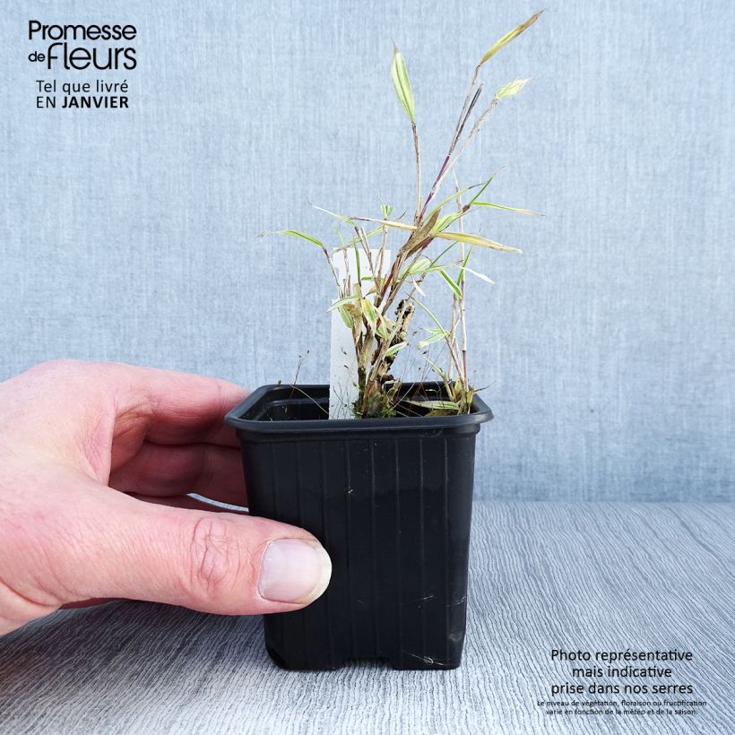 Pleioblastus chino Elegantissimus - Bambú Maceta de 8/9 cm Ejemplar entregado en invierno