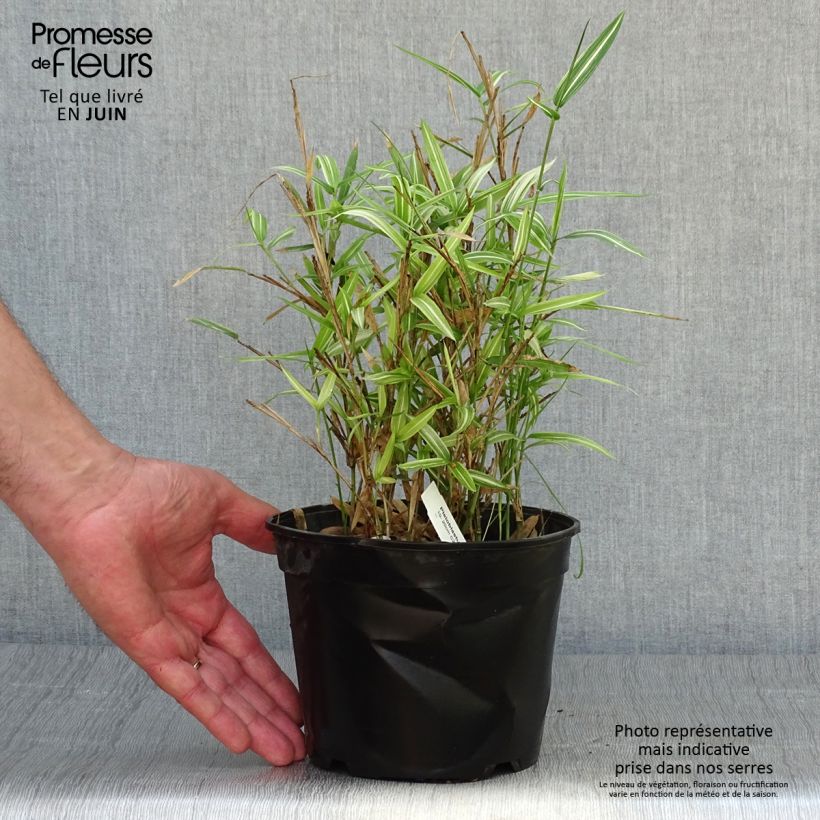 Ejemplar de Pleioblastus fortunei Variegatus - Bambú Maceta 1L/1,5L entregado en verano
