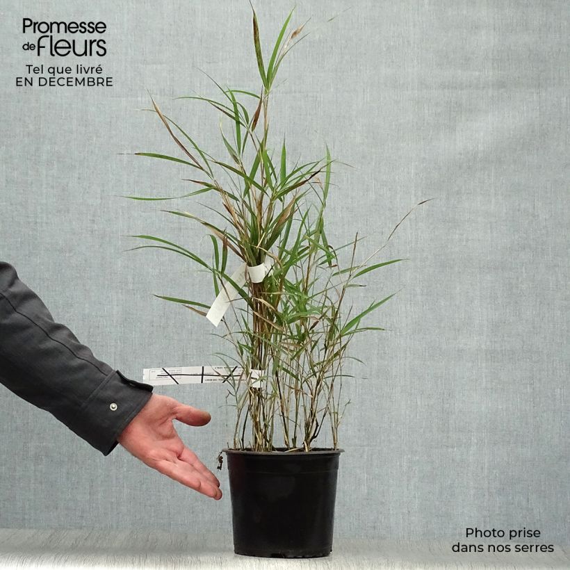 Pleioblastus linearis - Bambú Maceta 2L/3L Ejemplar entregado en invierno