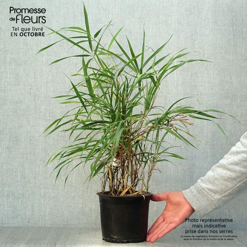 Ejemplar de Pleioblastus linearis - Bambú Maceta 2L/3L entregado en otoño