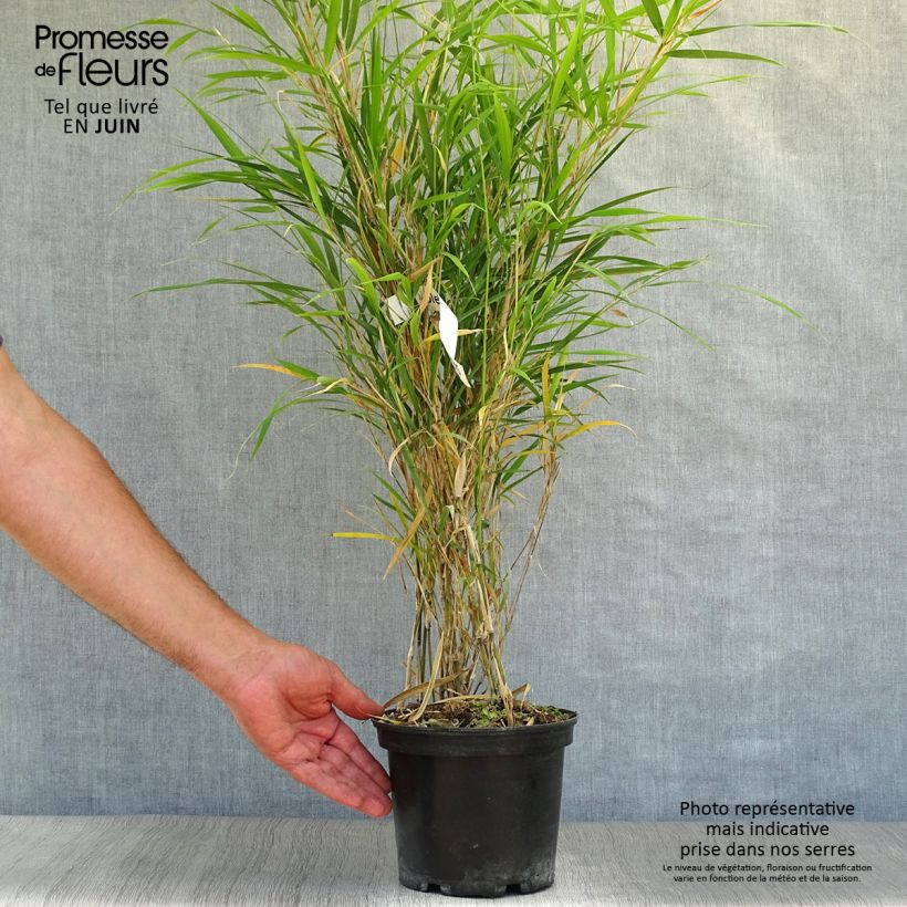 Ejemplar de Pleioblastus linearis - Bambú Maceta 2L/3L entregado en verano