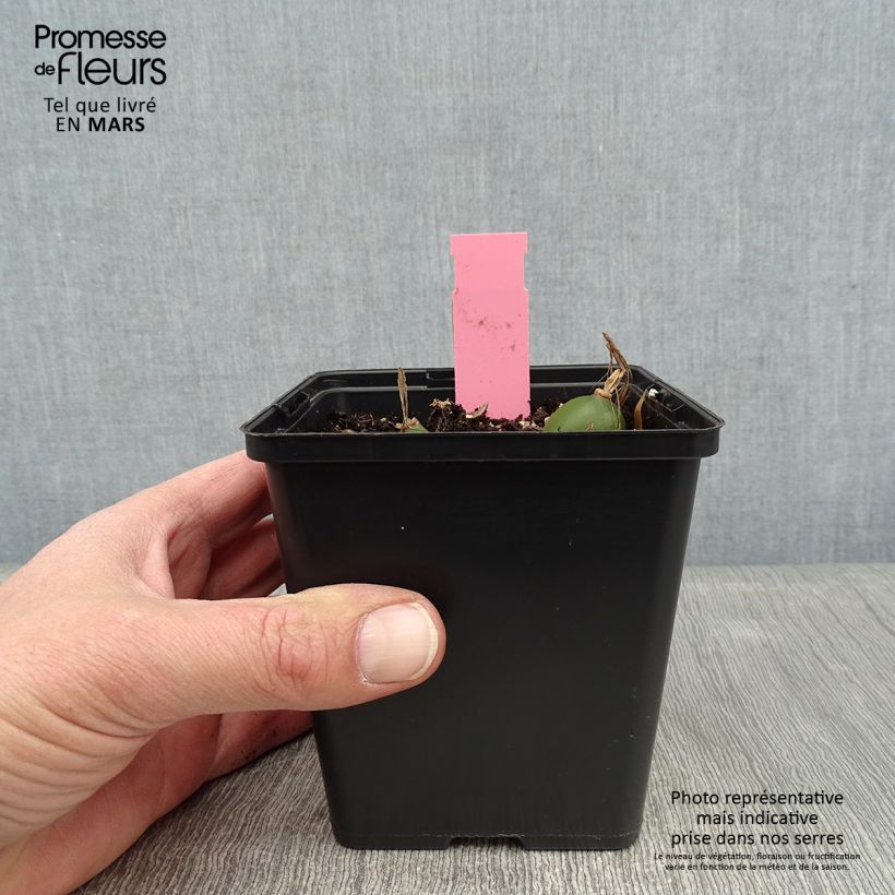 Pleione Glacier Peak Maceta 1L/1,5L Ejemplar entregado en invierno