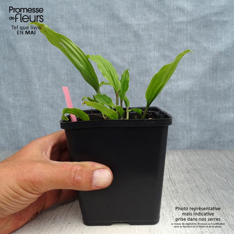 Pleione hybrida Tongariro Maceta 1L/1,5L Ejemplar entregado en la primavera