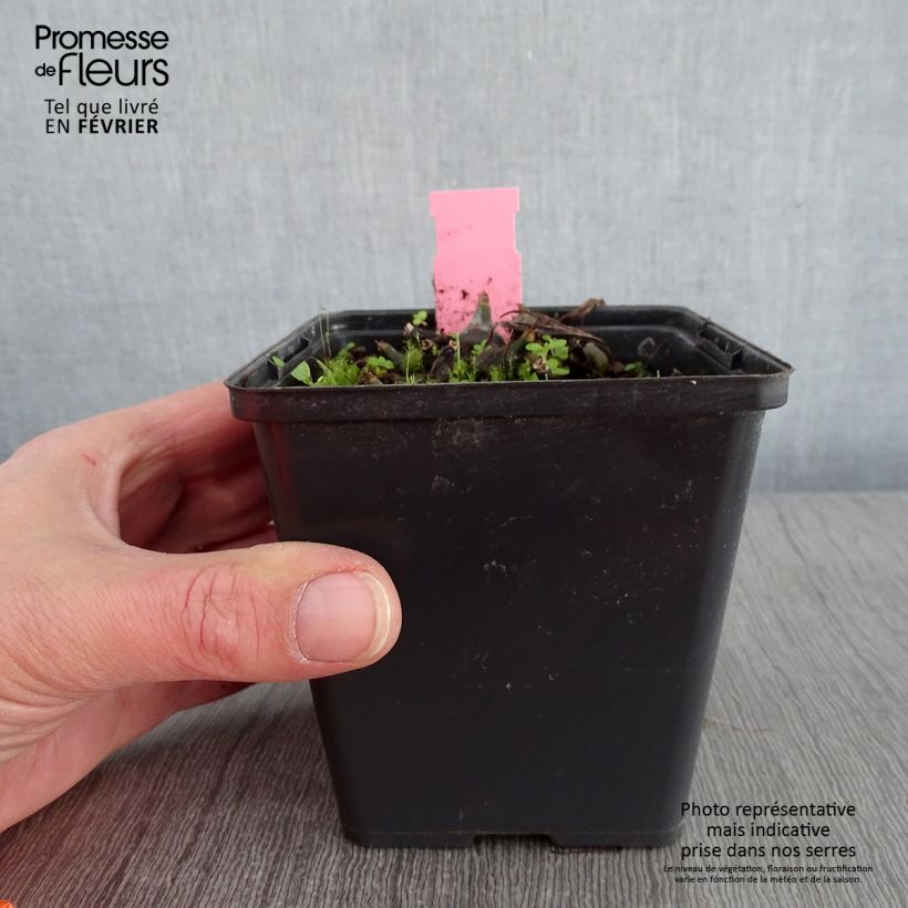 Pleione hybrida Tongariro Maceta 1L/1,5L Ejemplar entregado en invierno