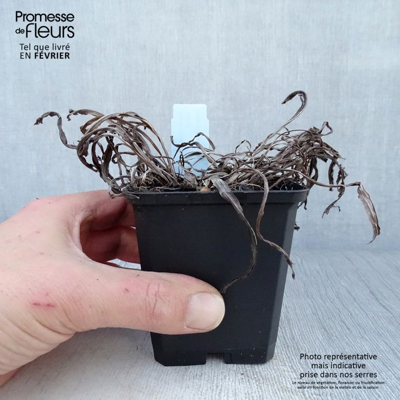 Liatris spicata Floristan Violet - Densa estrella ardiente Maceta de 8/9 cm Ejemplar entregado en invierno